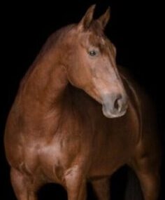 Cary+Patteson+Sale+Horse--Sister-By+Rachel+Griffin+Photography+2022-0629-1920w